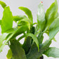 Bilde av Rhipsalis elliptica 6 cm potte-Spanne Plantesalg