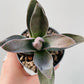 Bilde av Crassula ‘Garnet Lotus’ 6 cm potte-Spanne Plantesalg