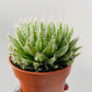 Bilde av Aloe arachnoidea 9 cm potte-Spanne Plantesalg