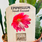 Epiphyllum ‘Sarah Courant’