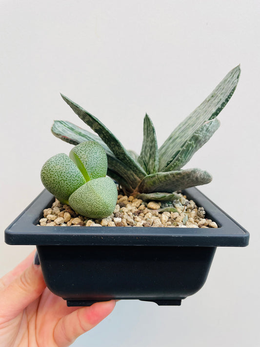 Bilde av Gasteria ‘Fuji Yuki’ og Pleiospilos nelii-Spanne Plantesalg