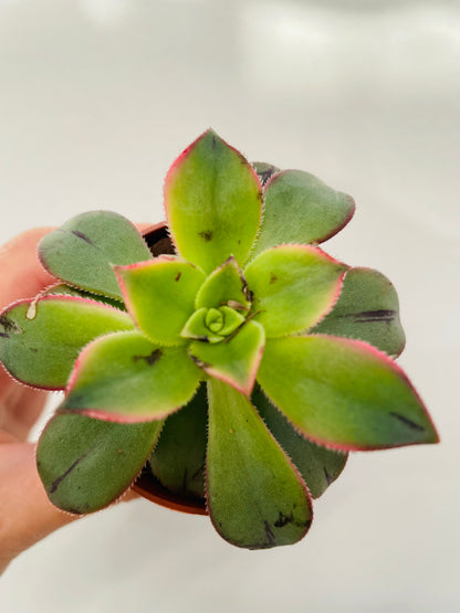 Aeonium ‘Kiwi’