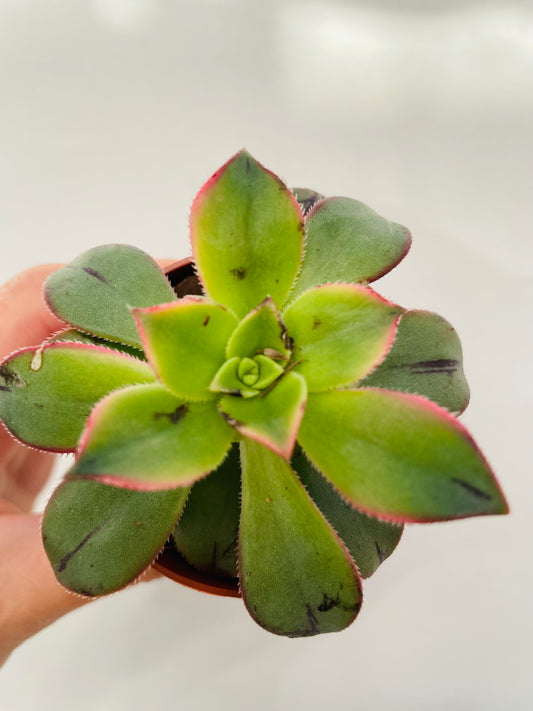 Aeonium ‘Kiwi’
