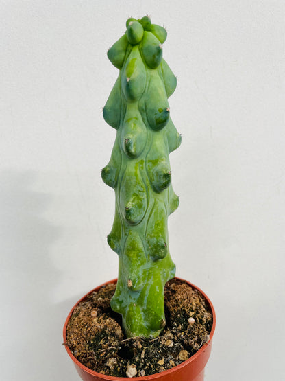 Bilde av Myrtillocactus geometrizans fukurokuryuzinboku "Boobie Cactus"-Spanne Plantesalg