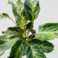 Bilde av Calathea ‘Confusion’ 14 cm potte-Spanne Plantesalg