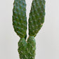 Bilde av Opuntia rubescens-Spanne Plantesalg