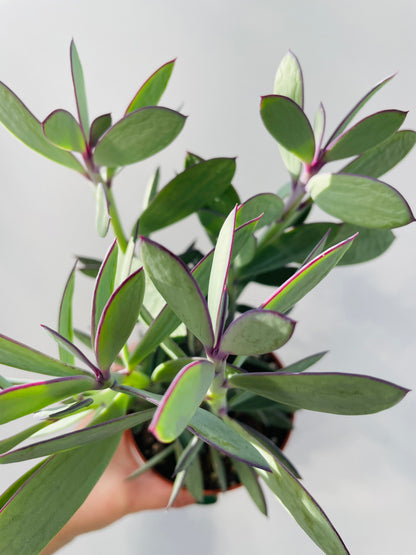 Senecio crassissimus