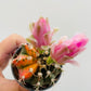 Bilde av Gymnocalycium mihanovichii variegata-Spanne Plantesalg