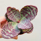 Bilde av Kalanchoe Zebra-Spanne Plantesalg