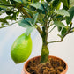 Bilde av Citrus ‘Meyer’ 16 cm potte-Spanne Plantesalg