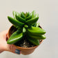 Bilde av Crassula fallax 8 cm potte-Spanne Plantesalg