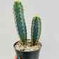 Bilde av Melocactus azureus 9 cm potte-Spanne Plantesalg