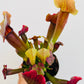 Bilde av Sarracenia ‘Maroon’-Spanne Plantesalg