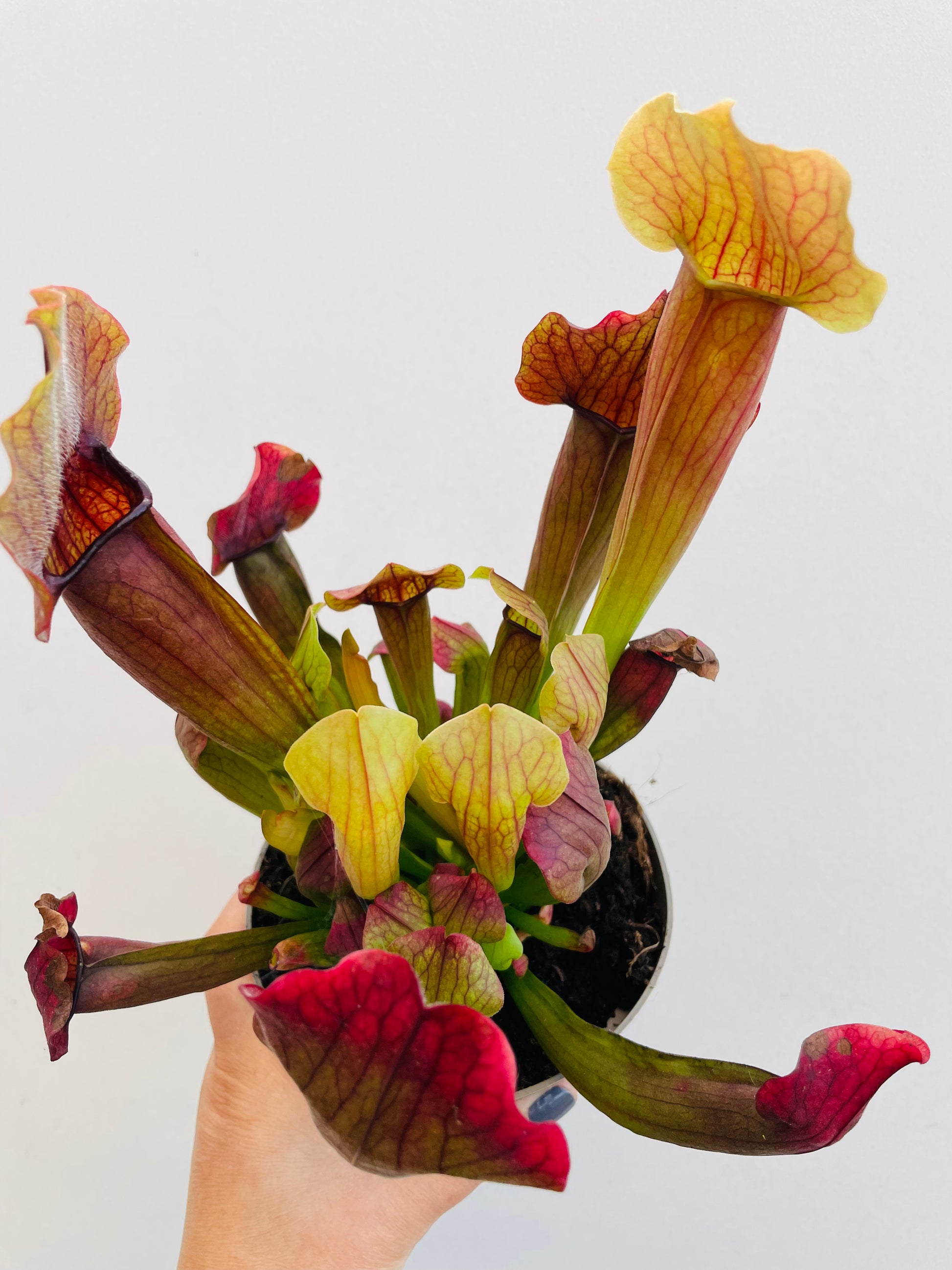 Bilde av Sarracenia ‘Maroon’-Spanne Plantesalg