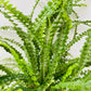 Bilde av Nephrolepis exaltata ‘Duffy’ 12 cm potte-Spanne Plantesalg
