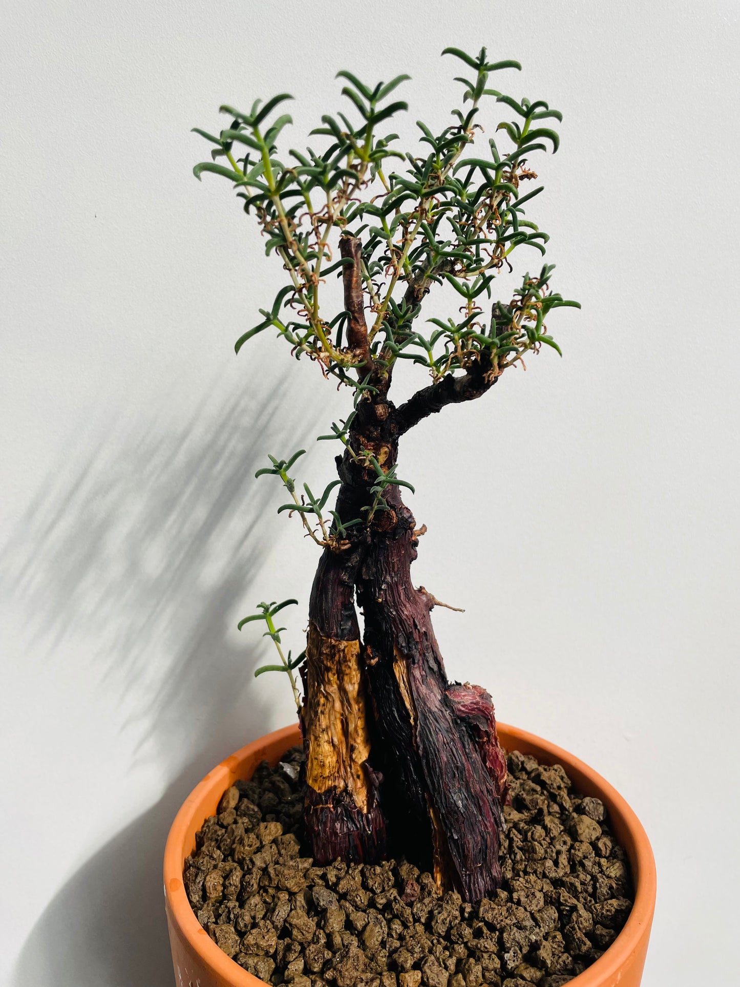 Bilde av Mestoklema tuberosum-Spanne Plantesalg