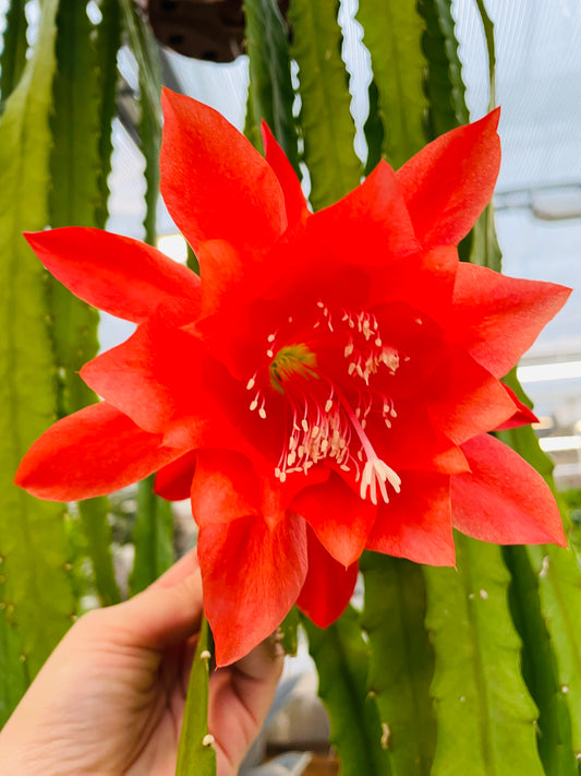 Bilde av Epiphyllum ‘Cristo Almeria’ stikling-Spanne Plantesalg