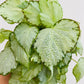 Bilde av Begonia rex ‘Silver Jewel’-Spanne Plantesalg