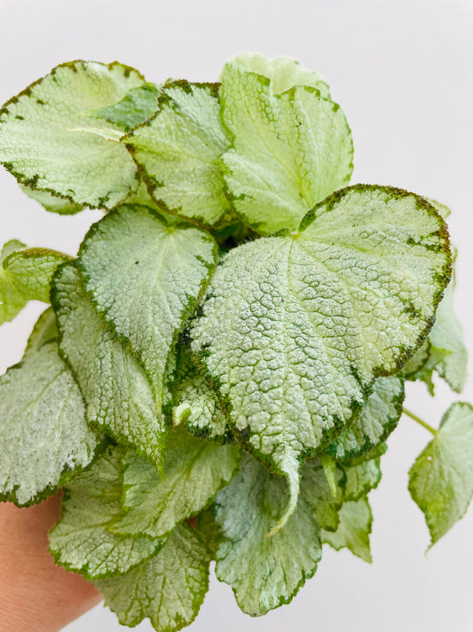 Bilde av Begonia rex ‘Silver Jewel’-Spanne Plantesalg