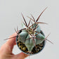 Bilde av Echinocactus ingens 6 cm potte-Spanne Plantesalg