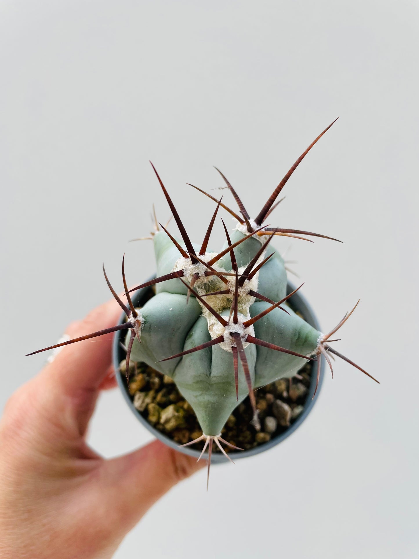 Bilde av Echinocactus ingens 6 cm potte-Spanne Plantesalg