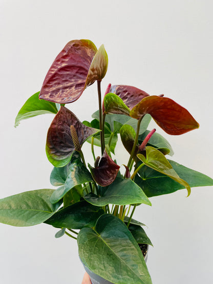 Anthurium ‘Karma Essencia’