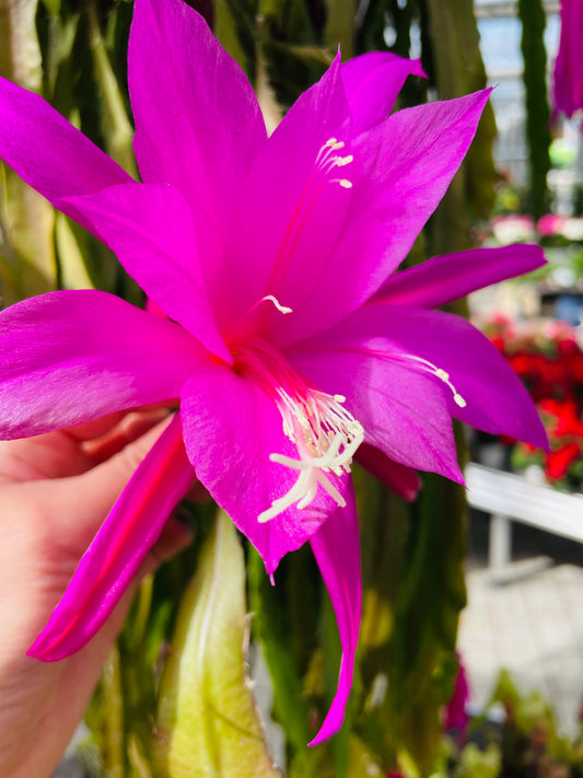 Bilde av Epiphyllum rosa stikling-Spanne Plantesalg