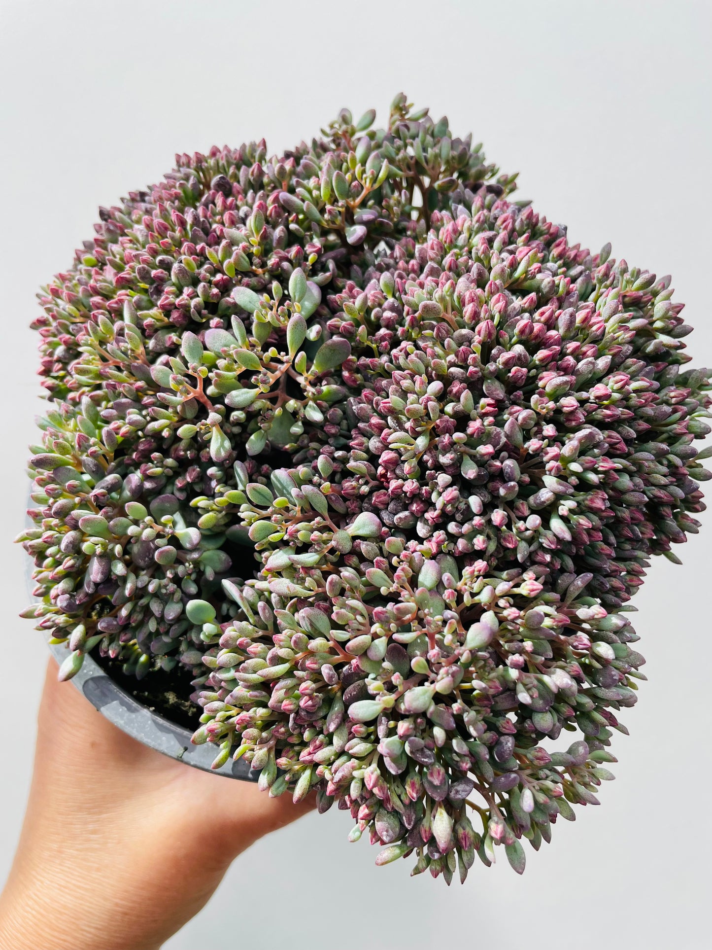 Sedum cauticolum ‘Painted Pebble’