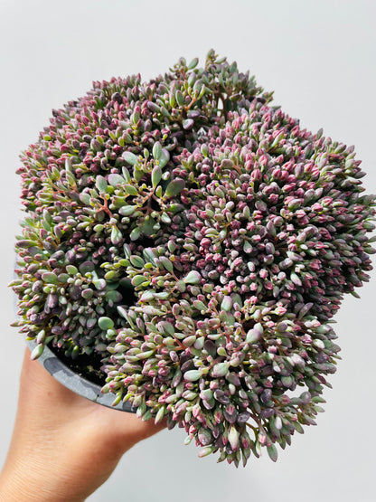 Sedum cauticolum ‘Painted Pebble’