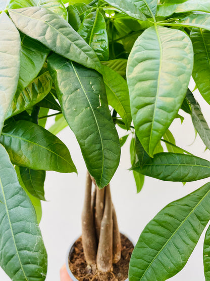 Pachira aquatica