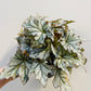 Bilde av Begonia rex hybrid-Spanne Plantesalg