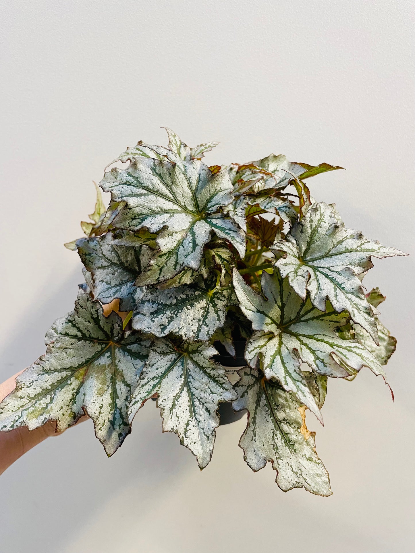 Bilde av Begonia rex hybrid-Spanne Plantesalg