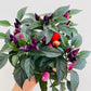 Bilde av Capsicum ‘Maya Fuego’-Spanne Plantesalg