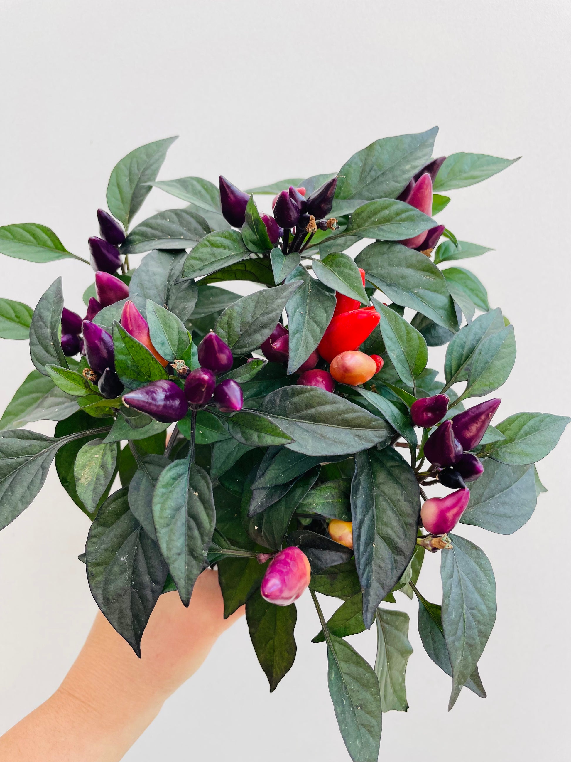 Bilde av Capsicum ‘Maya Fuego’-Spanne Plantesalg