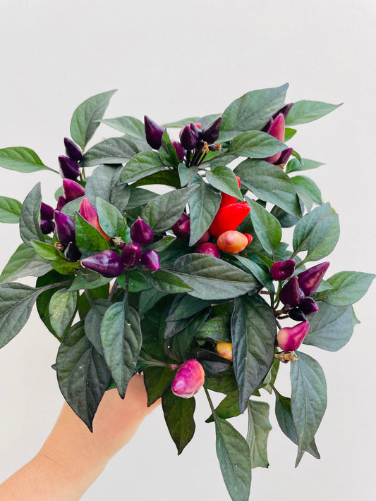 Bilde av Capsicum ‘Maya Fuego’-Spanne Plantesalg