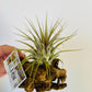 Bilde av Tillandsia på tre 3-Spanne Plantesalg