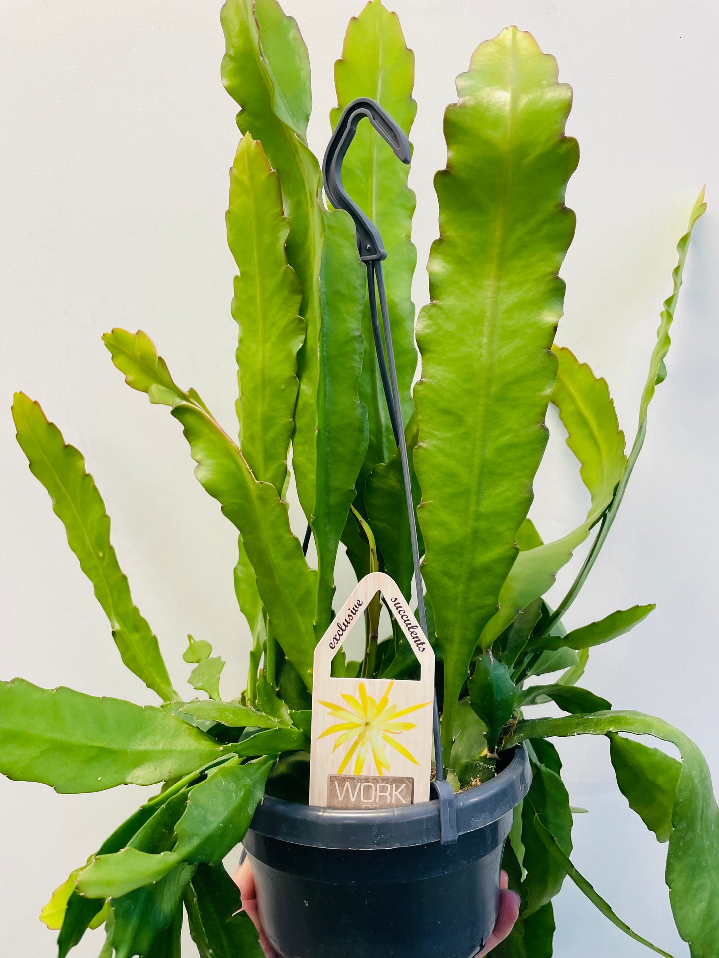 Epiphyllum ‘Fruhlings Gold’