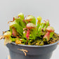 Bilde av Darlingtonia californica 8 cm potte-Spanne Plantesalg