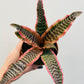 Cryptanthus ‘Elaine’