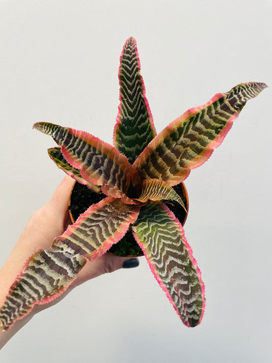 Cryptanthus ‘Elaine’