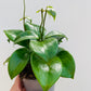 Bilde av Hoya quinquenervia-Spanne Plantesalg