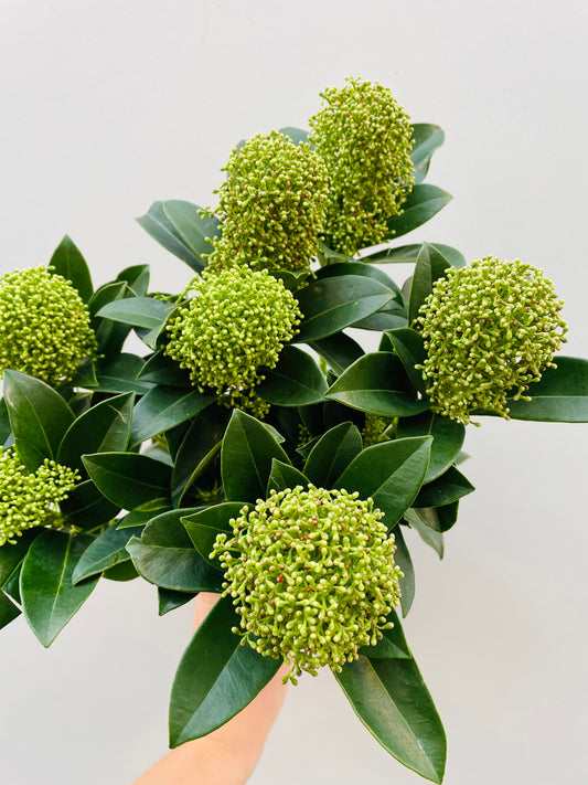 Bilde av Skimmia jap. White Globe-Spanne Plantesalg