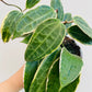 Bilde av Hoya macrophylla albomarginata-Spanne Plantesalg