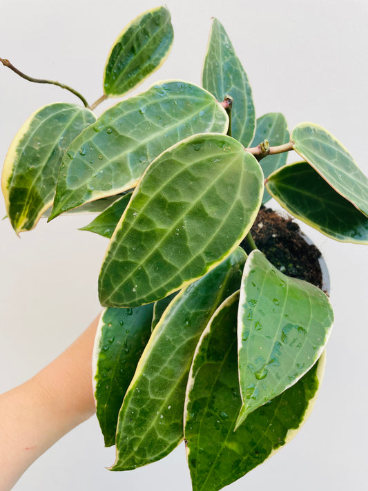 Bilde av Hoya macrophylla albomarginata-Spanne Plantesalg