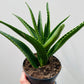 Bilde av Aloe mitriformis 12 cm potte-Spanne Plantesalg
