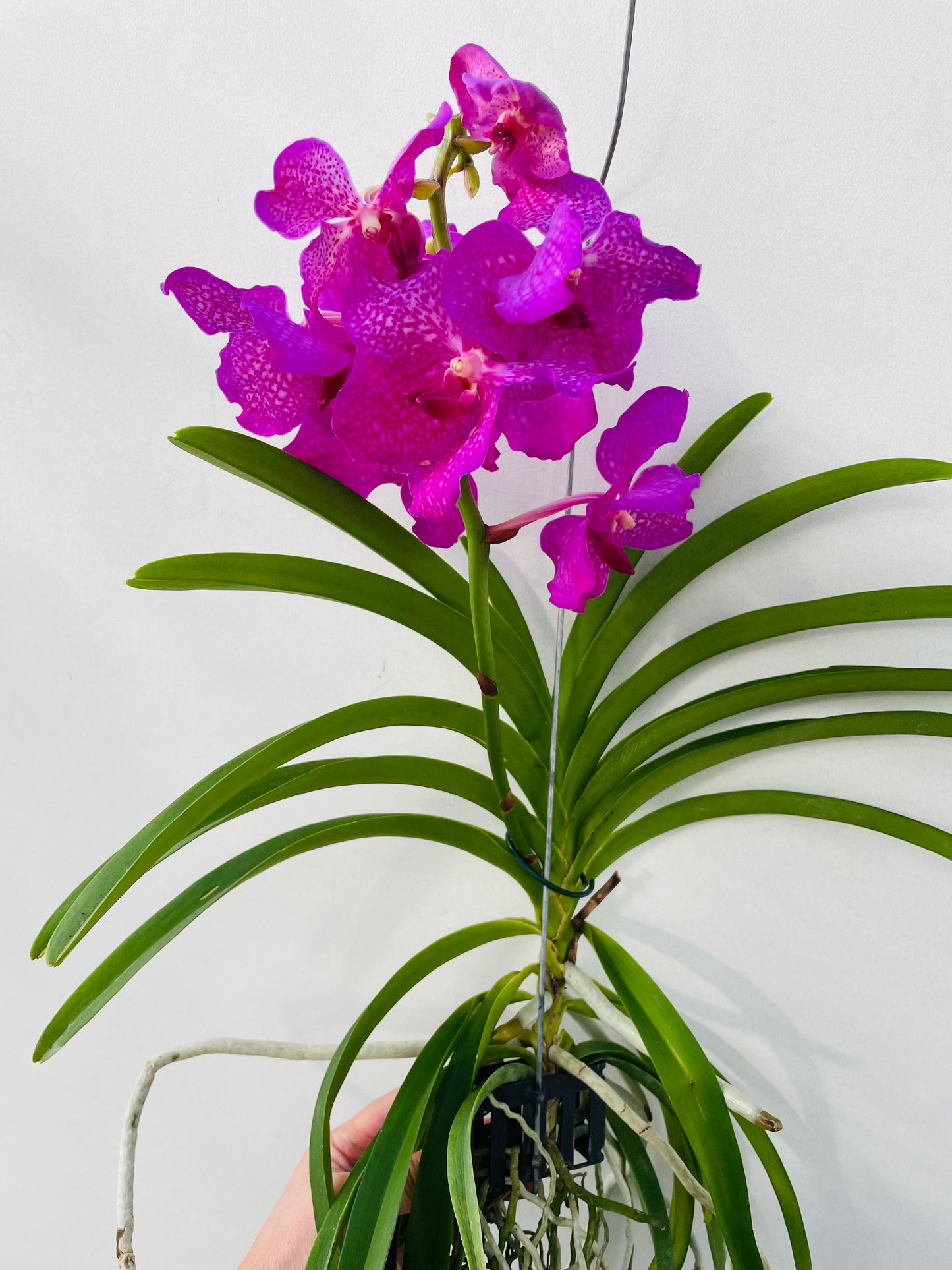 Vanda 3