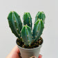 Bilde av Myrtillocactus geometrizans 6 cm potte-Spanne Plantesalg