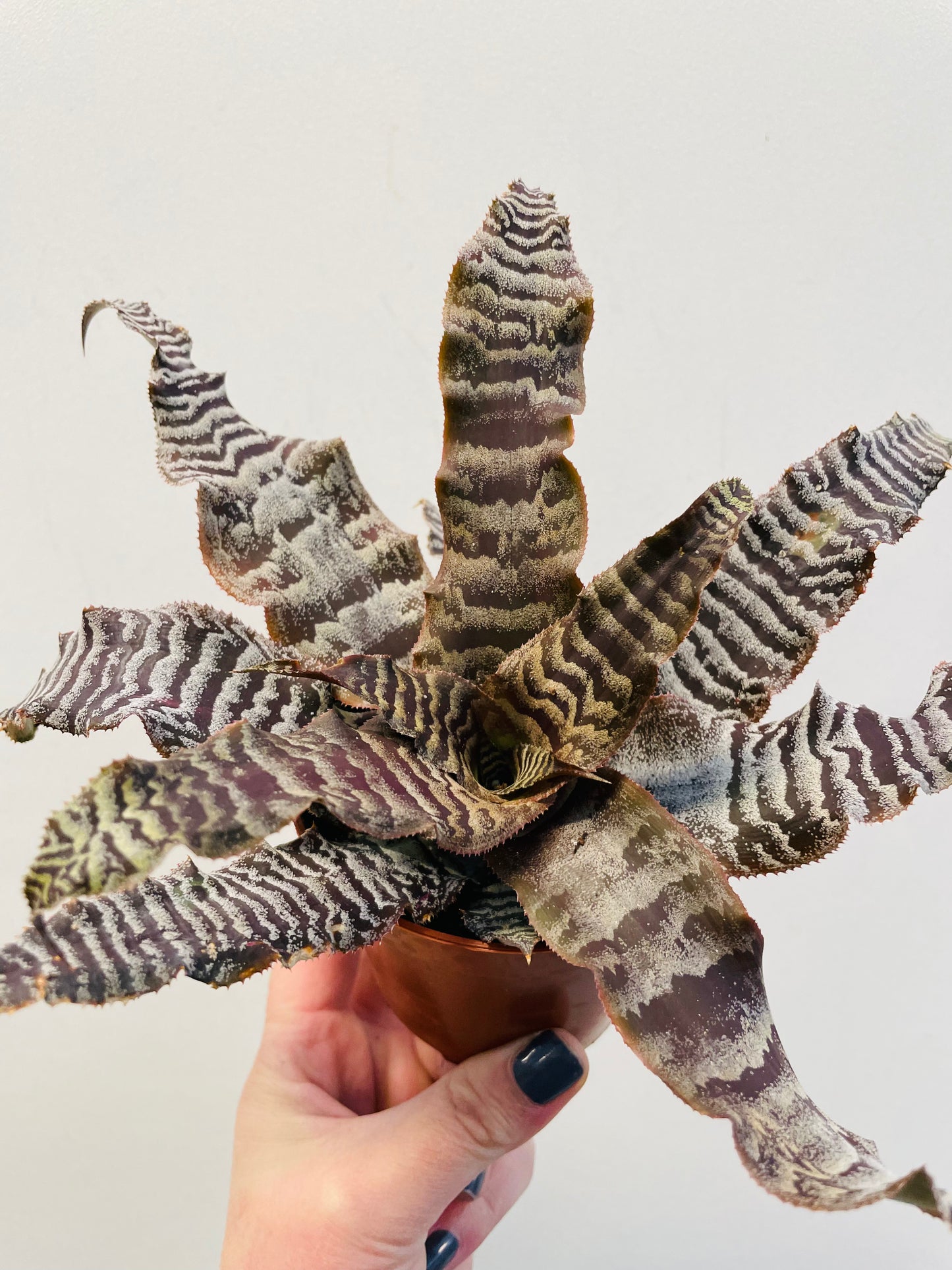 Cryptanthus zonatus