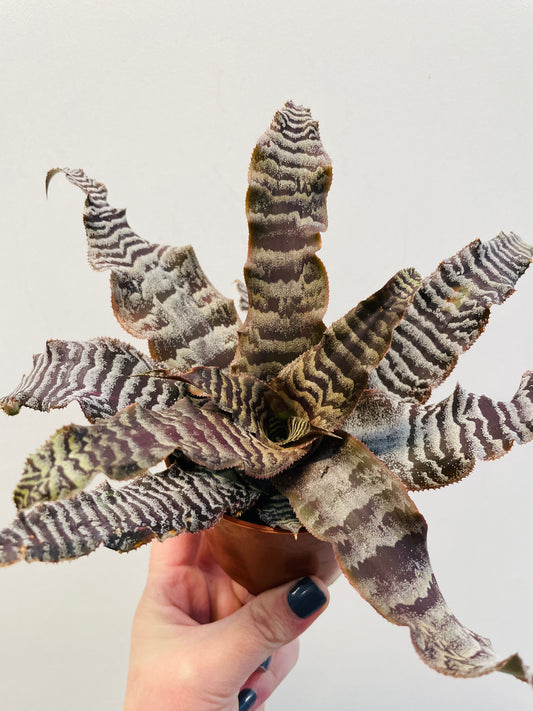 Cryptanthus zonatus
