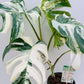 Bilde av Monstera del. Variegata-Spanne Plantesalg